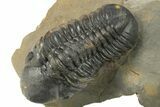 Two Detailed Reedops Trilobite - Atchana, Morocco #283857-1